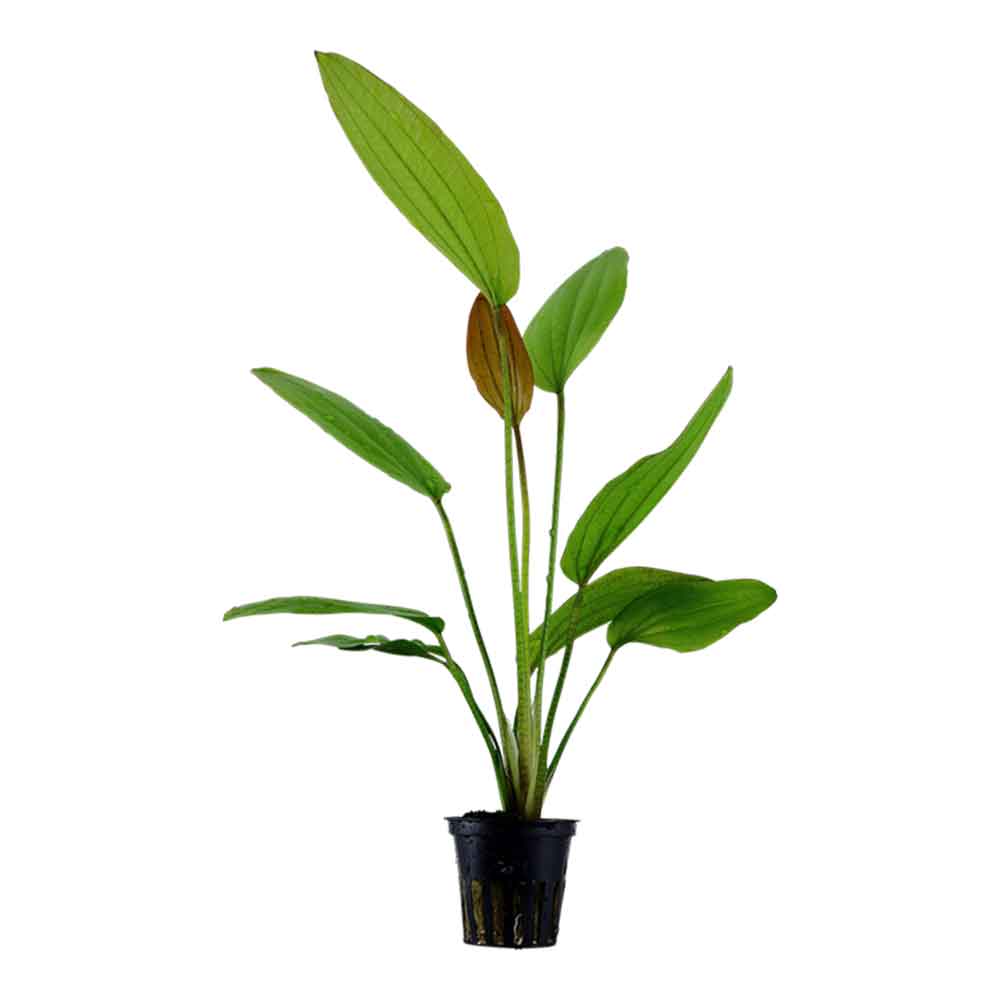 Tropica Pianta Echinodorus &quot;Rosè&quot; in vasetto