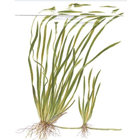 Tropica Pianta Vallisneria Spiralis &quot;Tiger&quot; in vasetto