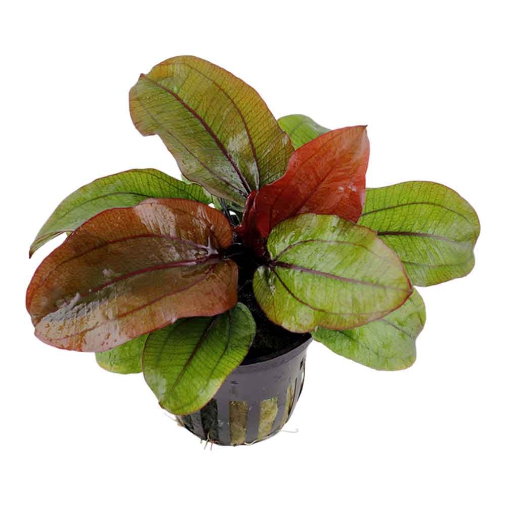 Tropica Pianta Echinodorus &quot;Reni&quot; in vasetto