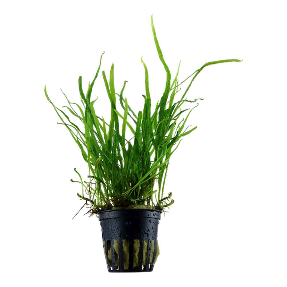 Tropica Pianta Microsorum Pteropus &quot;'Trident&quot; in vasetto