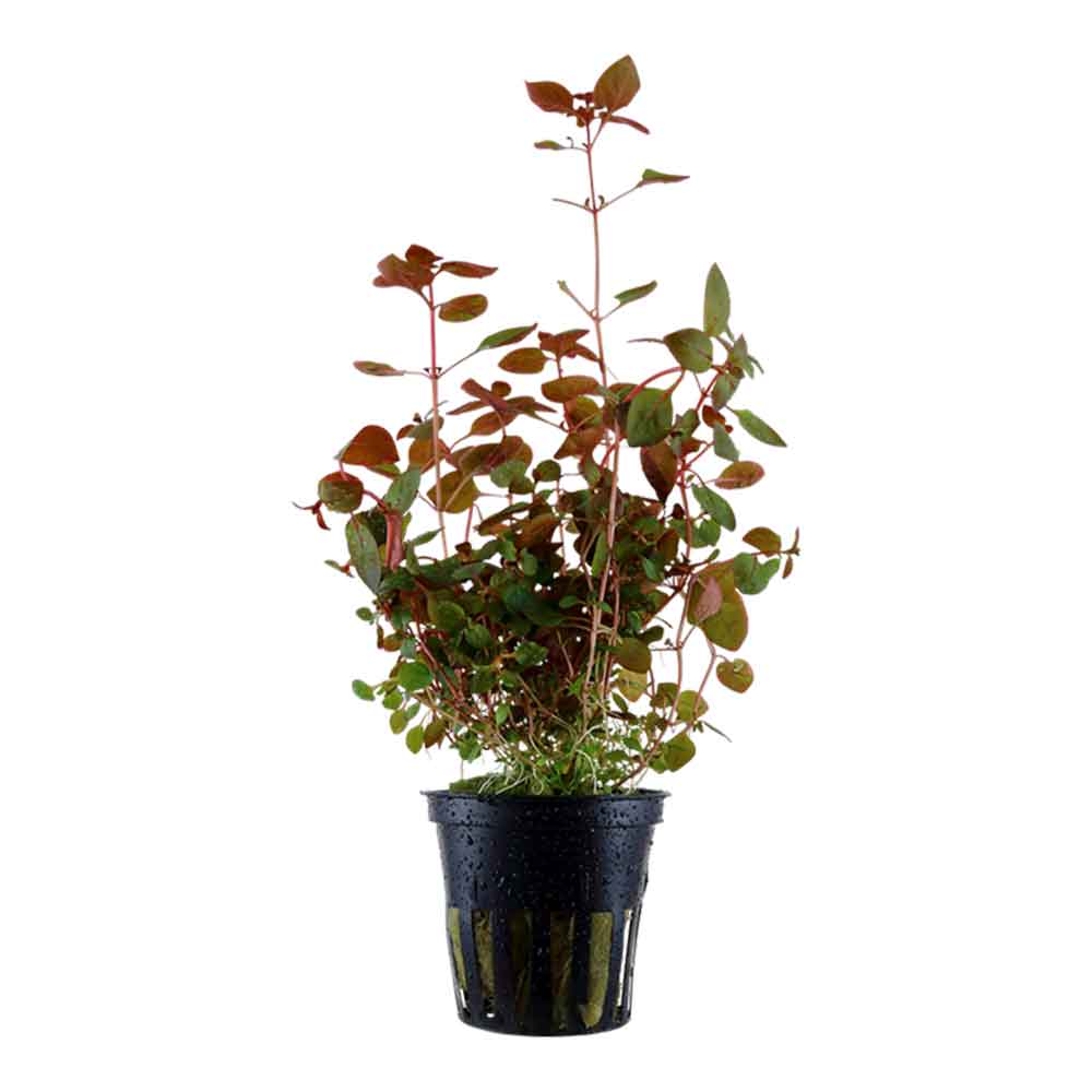 Tropica Pianta Ludwigia palustris &quot;Super red&quot; in vasetto