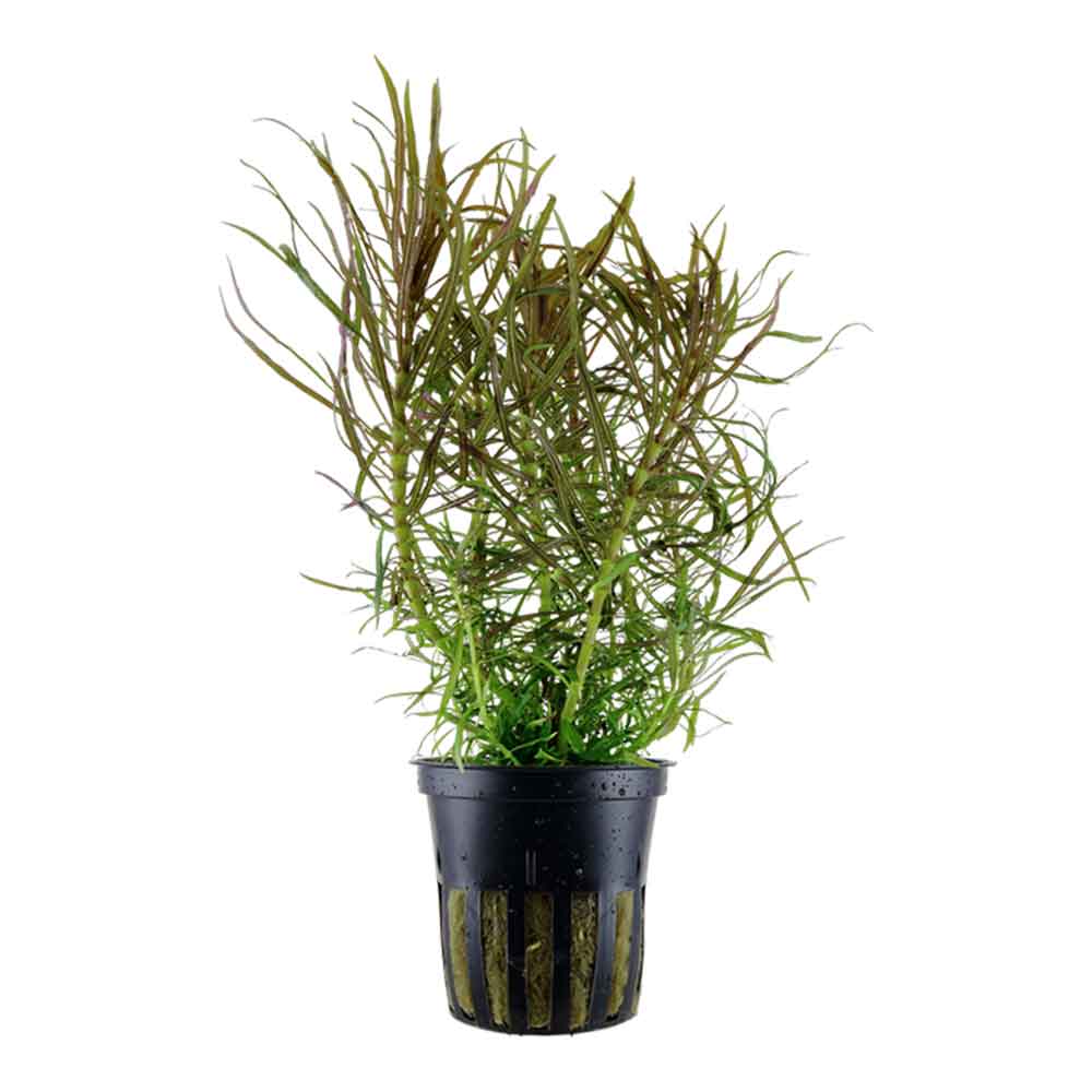 Tropica Pianta Pogostemon Stellata Eusteralis in vasetto