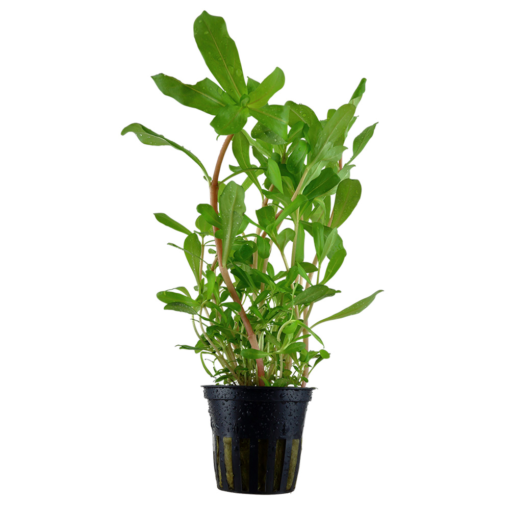 Tropica Pianta Ammania  Crassicaulis in vasetto