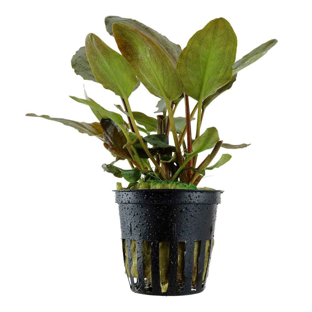 Tropica Pianta Lagenandra Meeboldii &quot;Red&quot; in vasetto