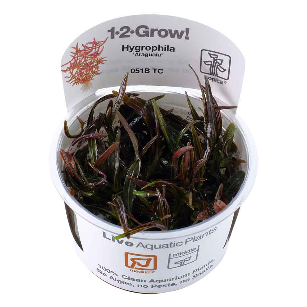 Tropica 1•2•Grow! Pianta Hygrophila lancea 'Araguaia' in Vitro Cup