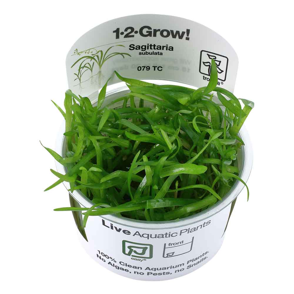 Tropica 1•2•Grow! Pianta Sagittaria Subulata in Vitro Cup