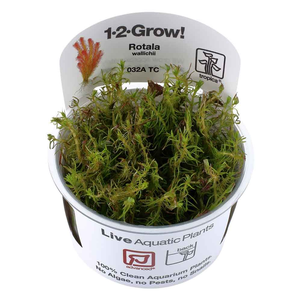 Tropica 1•2•Grow! Pianta Rotala Wallichii in Vitro Cup