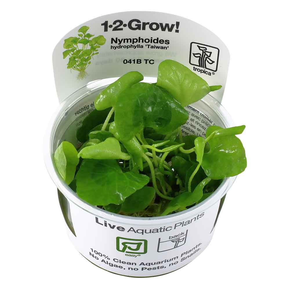 Tropica 1•2•Grow! Pianta Nymphoides Hydrophylla &quot;Taiwan&quot; in Vitro Cup