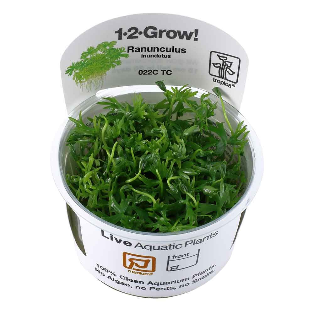 Tropica 1•2•Grow! Pianta Ranunculus Inundatus in Vitro Cup