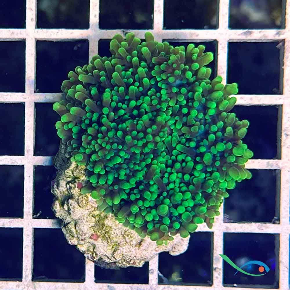 Rhodactis verde
