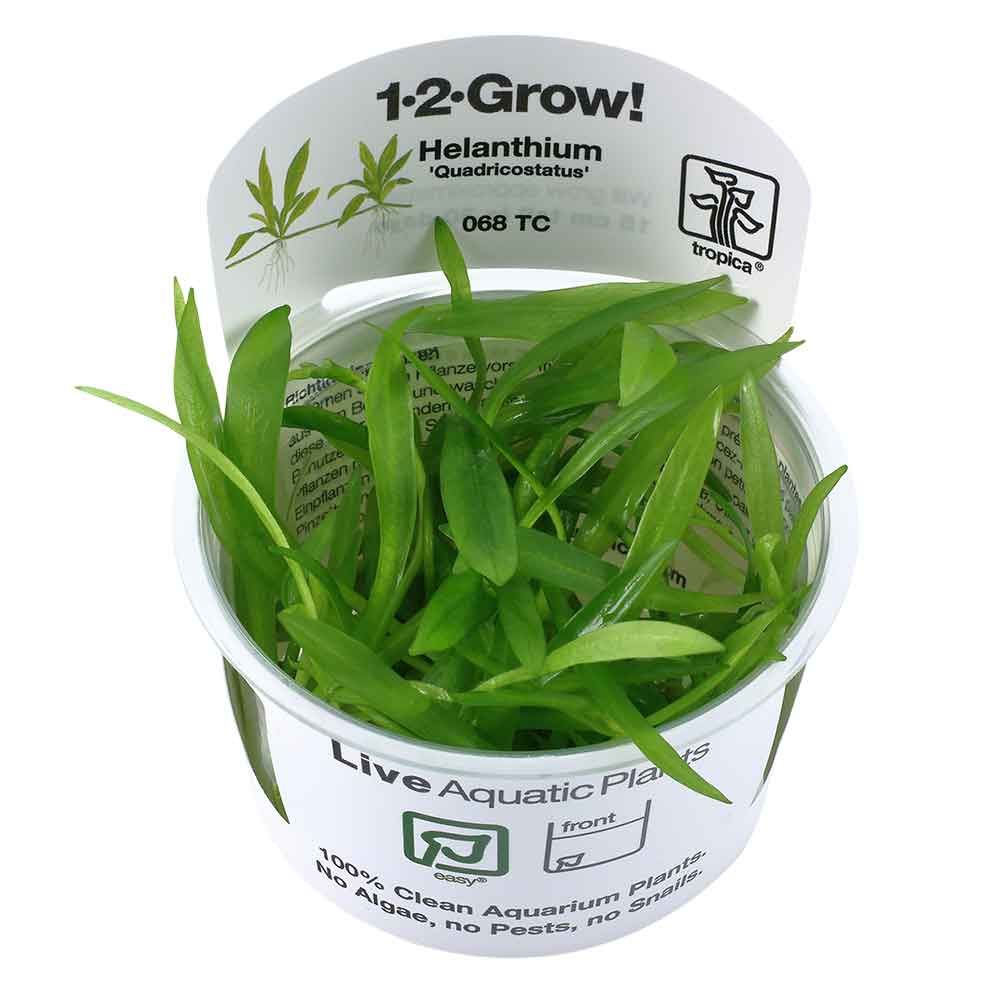 Tropica 1•2•Grow! Pianta Helanthium bolivianus Quadricostatus in Vitro Cup