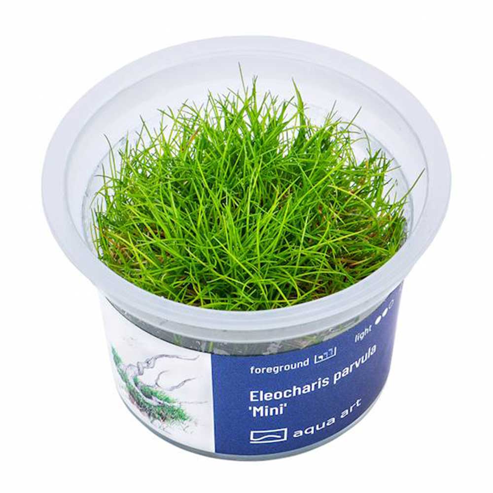 Aqua Art Eleocharis parvula &quot;Mini&quot; in Vitro Cup