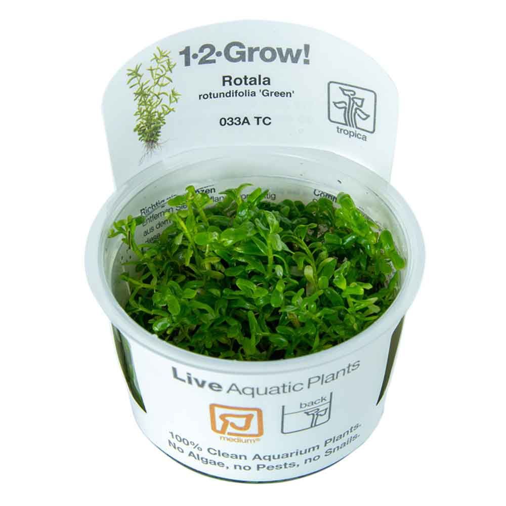 Tropica 1•2•Grow! Pianta Rotala Rotundifolia &quot;Green&quot; in Vitro Cup