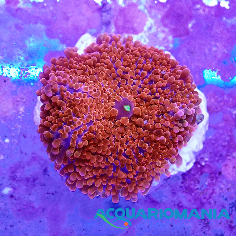 Ricordea Red