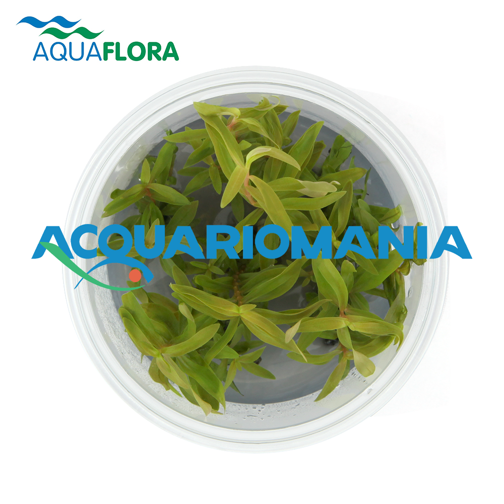 Aquaflora Nesaea Pedicellata in Vitro Cup