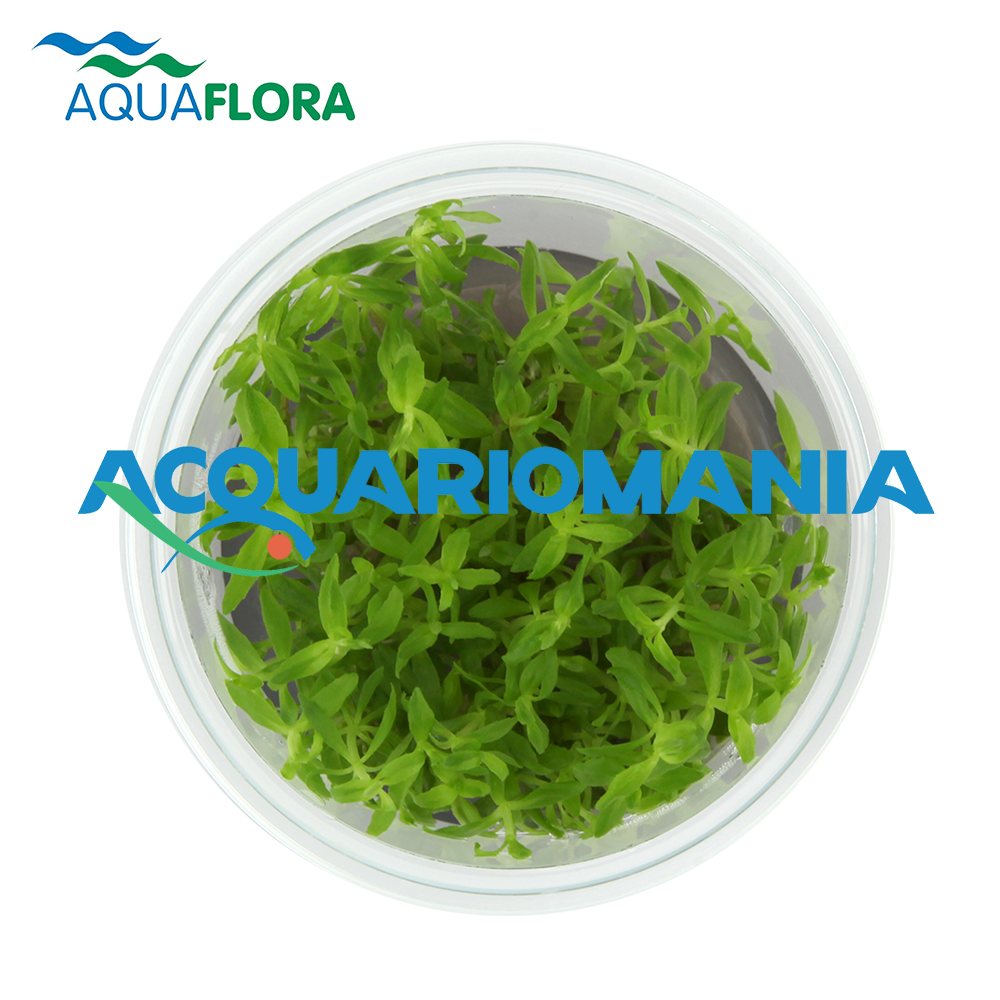 Aquaflora Limnophila Sp. &quot;Vietnam&quot; in Vitro Cup
