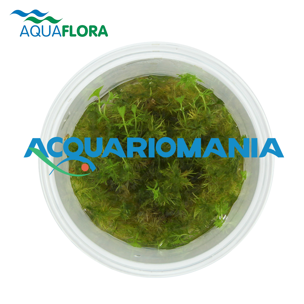 Aquaflora Myriophyllum Sp. &quot;Guyana&quot; in Vitro Cup