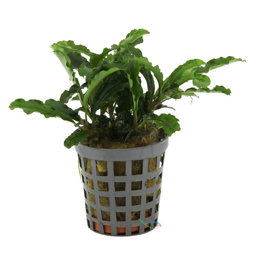 Aquafleur Pianta Bucephalandra Green Velvet in vasetto