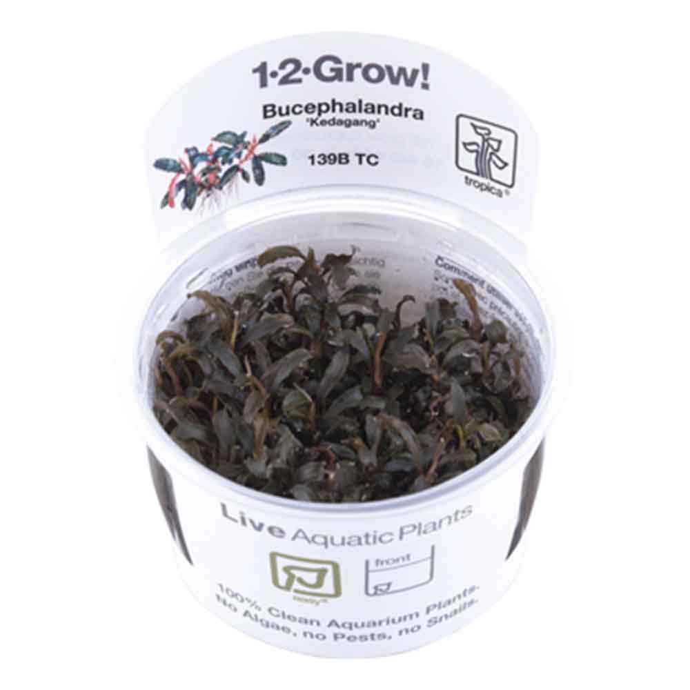 Tropica 1•2•Grow! Pianta Bucephalandra &quot;Kedagang&quot; in Vitro Cup