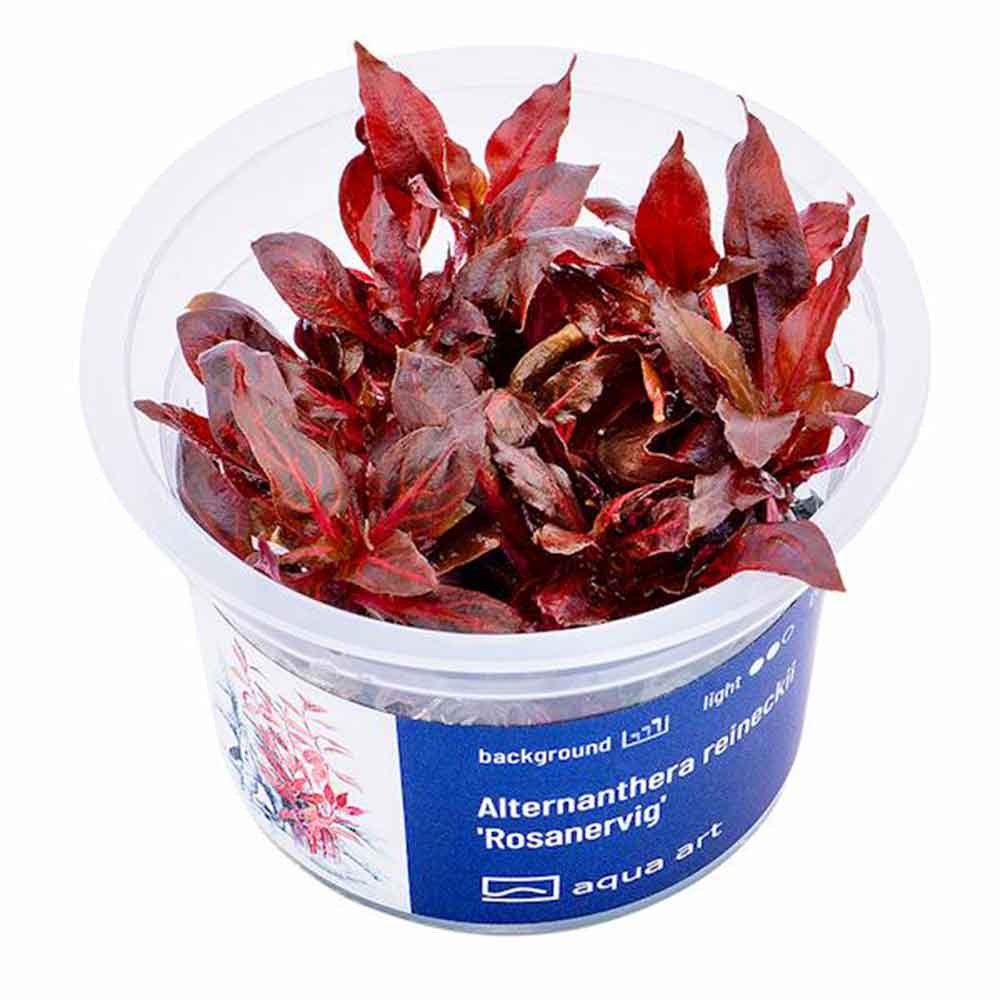 Aqua Art Alternanthera reineckii 'Rosanervig' in Vitro Cup