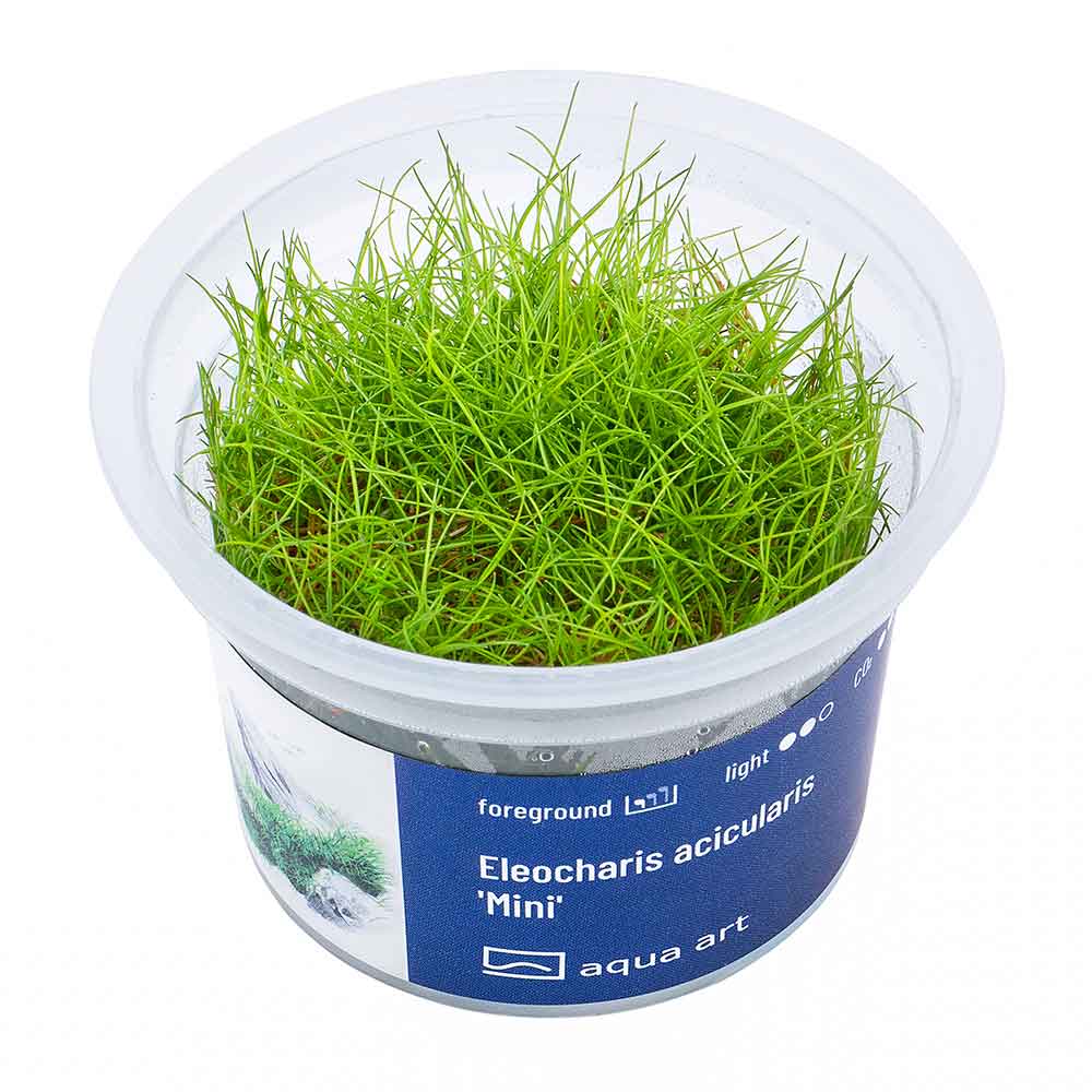 Aqua Art Eleocharis acicularis &quot;Mini&quot; in Vitro Cup