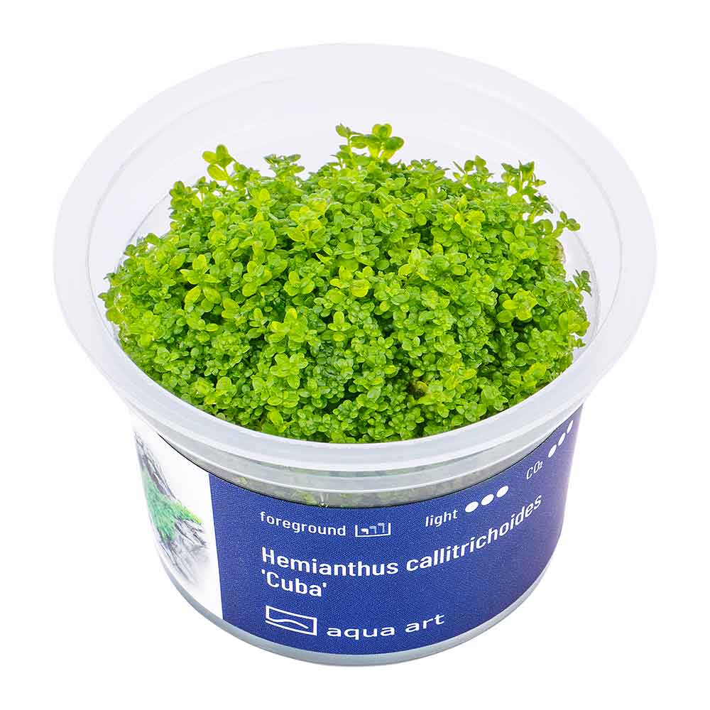 Aqua Art Hemianthus callitrichoides &quot;Cuba&quot; in Vitro Cup
