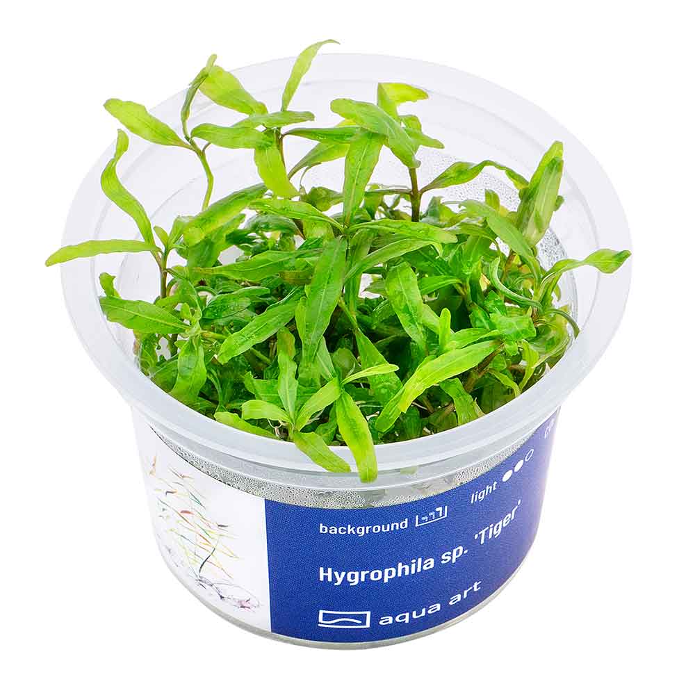 Aqua Art Hygrophila sp. &quot;Tiger&quot; in Vitro Cup