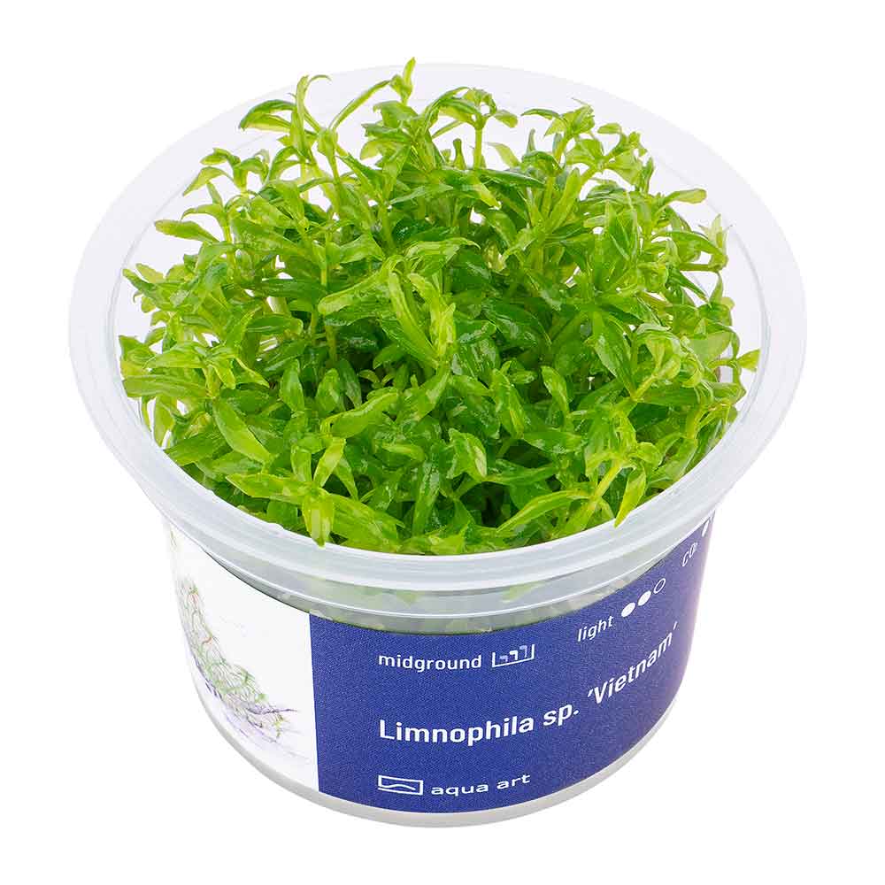 Aqua Art Limnophila sp. &quot;Vietnam&quot; in Vitro Cup