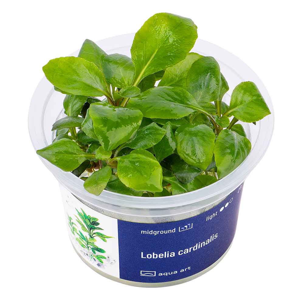 Aqua Art Lobelia cardinalis in Vitro Cup