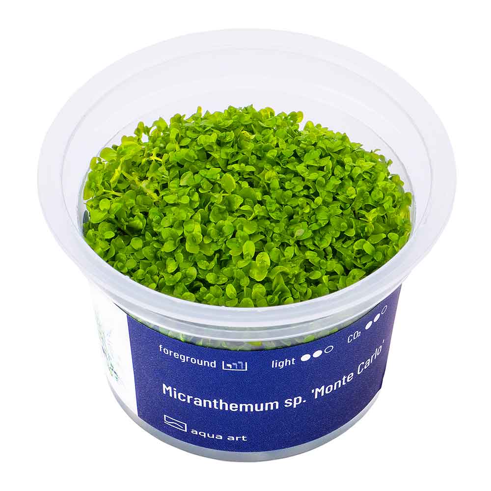 Aqua Art Micranthemum &quot;Monte Carlo&quot; in Vitro Cup