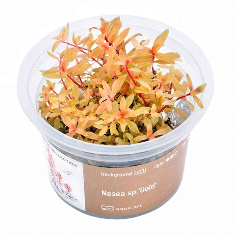 Aqua Art Nesea sp. &quot;Gold&quot; in Vitro Cup