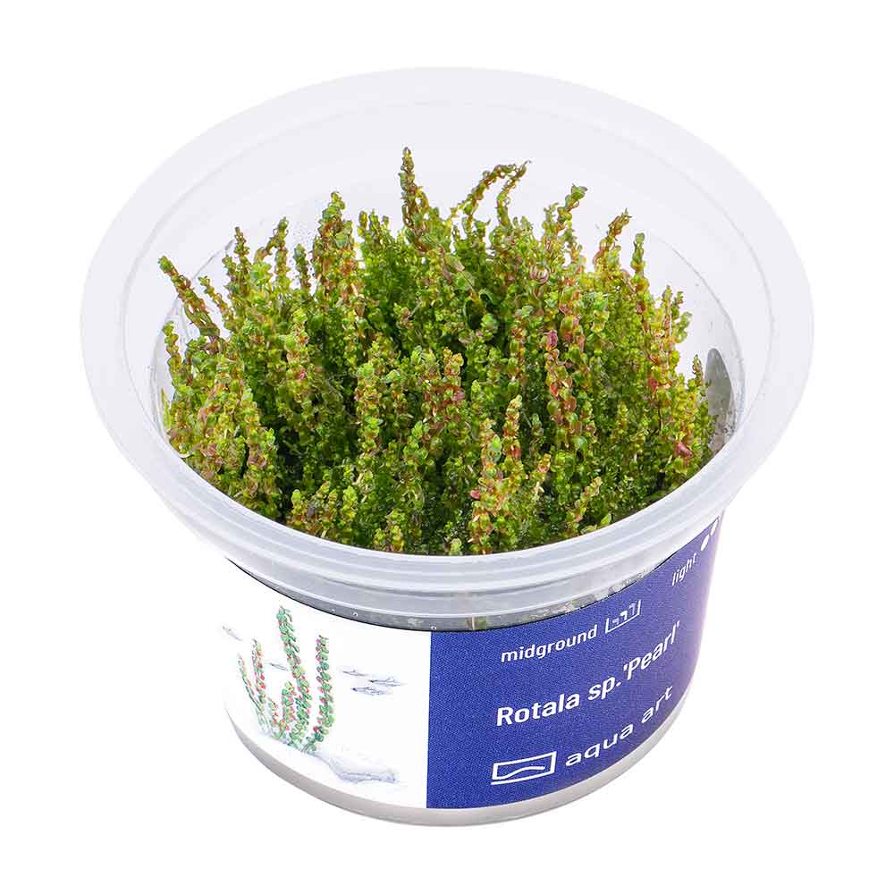 Aqua Art Rotala sp. &quot;Pearl&quot; in Vitro Cup