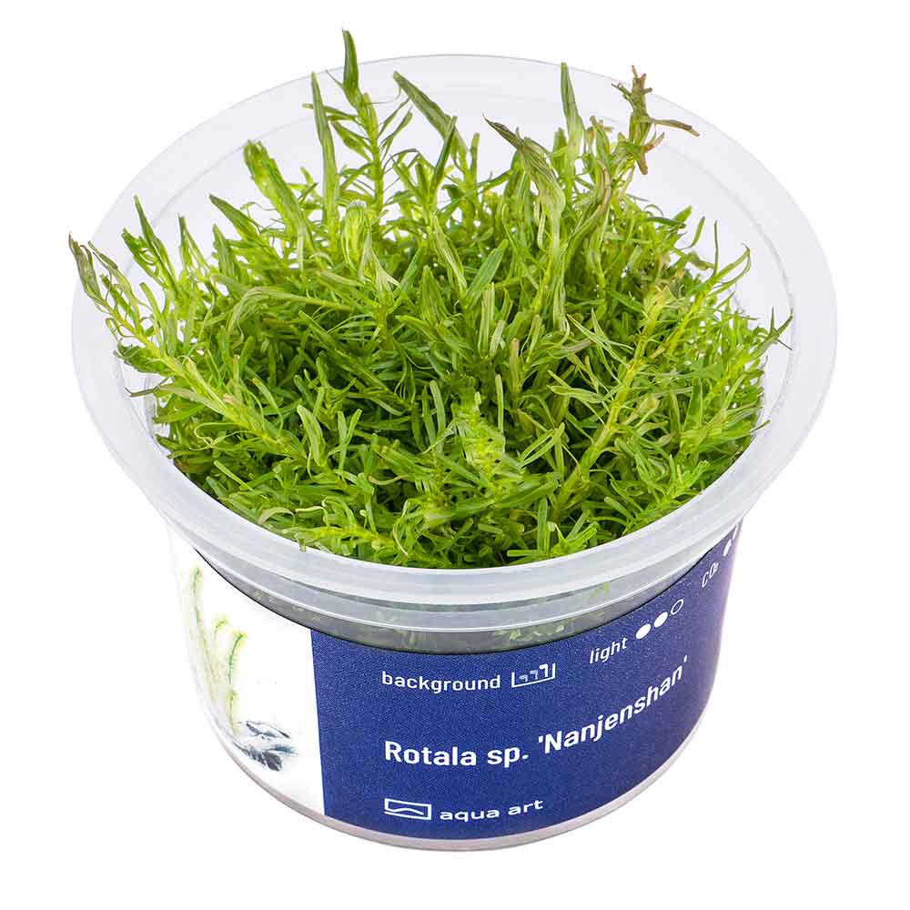 Aqua Art Rotala sp. &quot;Nanjenshan&quot; in Vitro Cup
