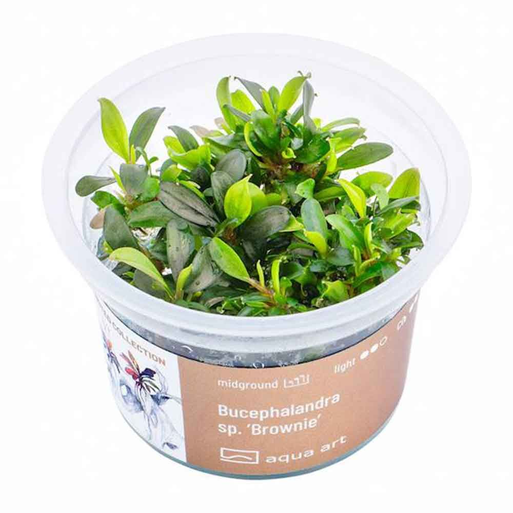 Aqua Art Bucephalandra sp. &quot;Brownie&quot; in Cup Vitro