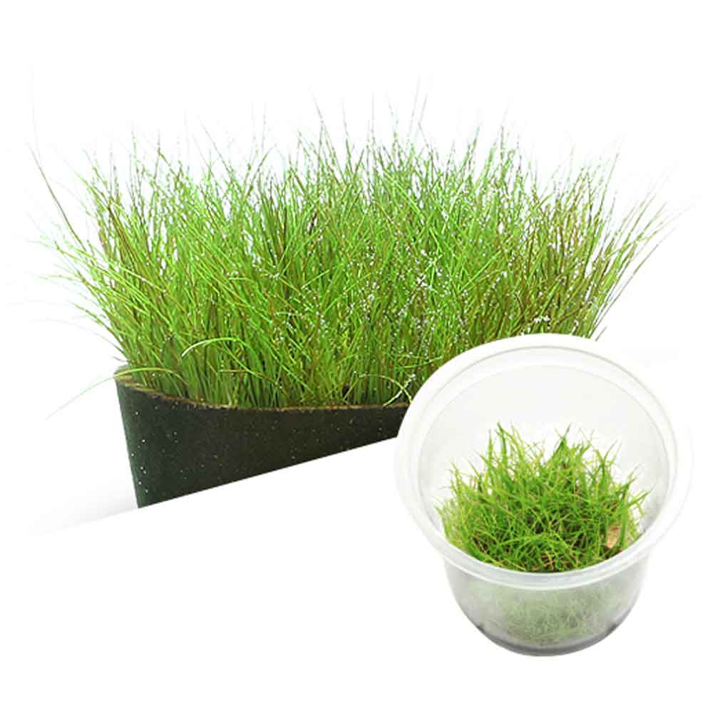 Ada Bio Mizukusa No Mori Eleocharis acicularis in Vitro Cup (7,5Ø-8H)