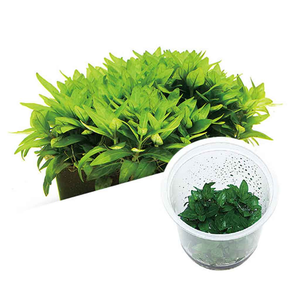 Ada Bio Mizukusa No Mori Staurogyne repens in Vitro Cup (7,5Ø-8H)