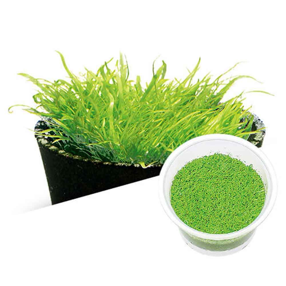 Ada Bio Mizukusa No Mori Utricularia graminifolia in Vitro Cup (7,5Ø-4H)