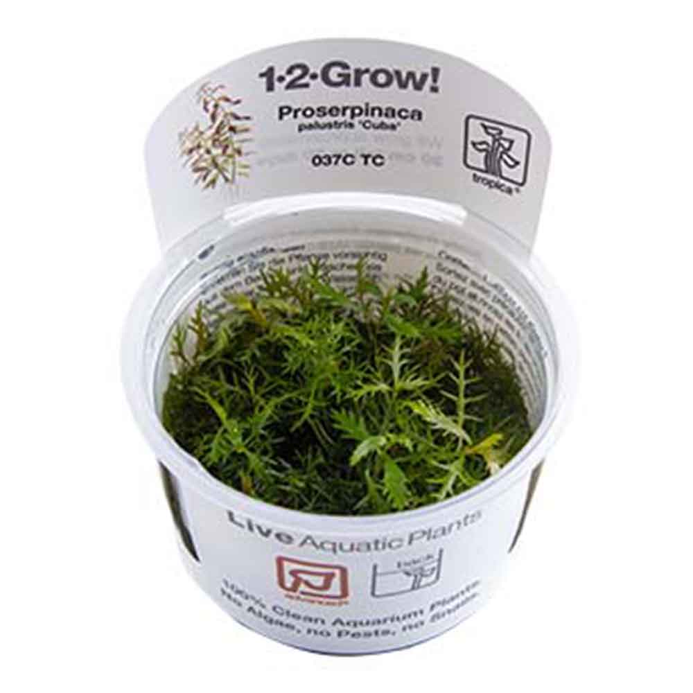 Tropica 1•2•Grow! Pianta Proserpinaca palustris &quot;Cuba&quot; in Vitro Cup