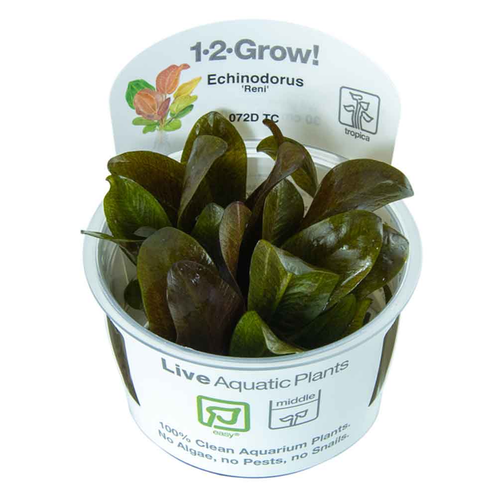 Tropica 1•2•Grow! Pianta Echinodorus &quot;Reni&quot; in Vitro Cup