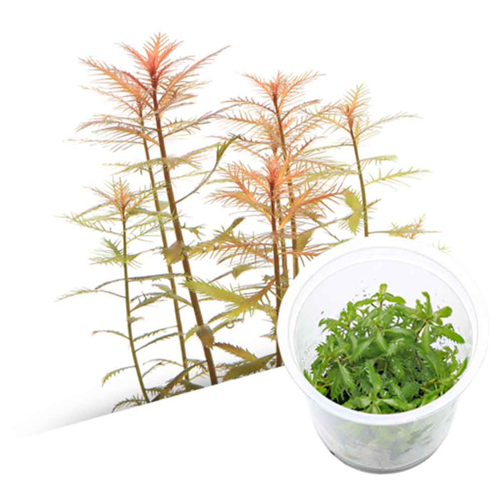 Ada Bio Mizukusa No Mori Proserpinacea palustris in Vitro Cup (7,5Ø-4H)