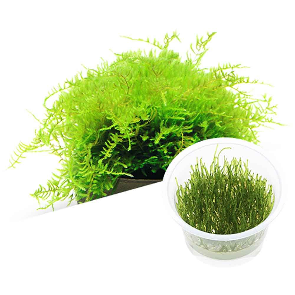 Ada Bio Mizukusa No Mori Taxiphyllum barbieri in Vitro Cup (7,5Ø-8H)