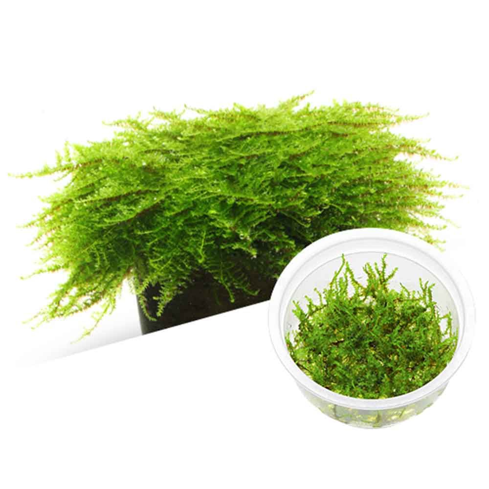 Ada Bio Mizukusa No Mori Vesicularia montagnei in Vitro Cup (7,5Ø-8H)