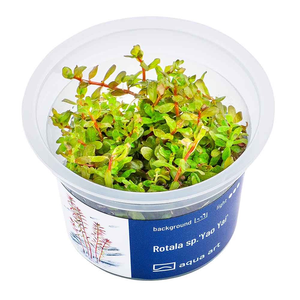 Aqua Art Rotala sp.&quot;Yao Yai&quot; in Vitro Cup