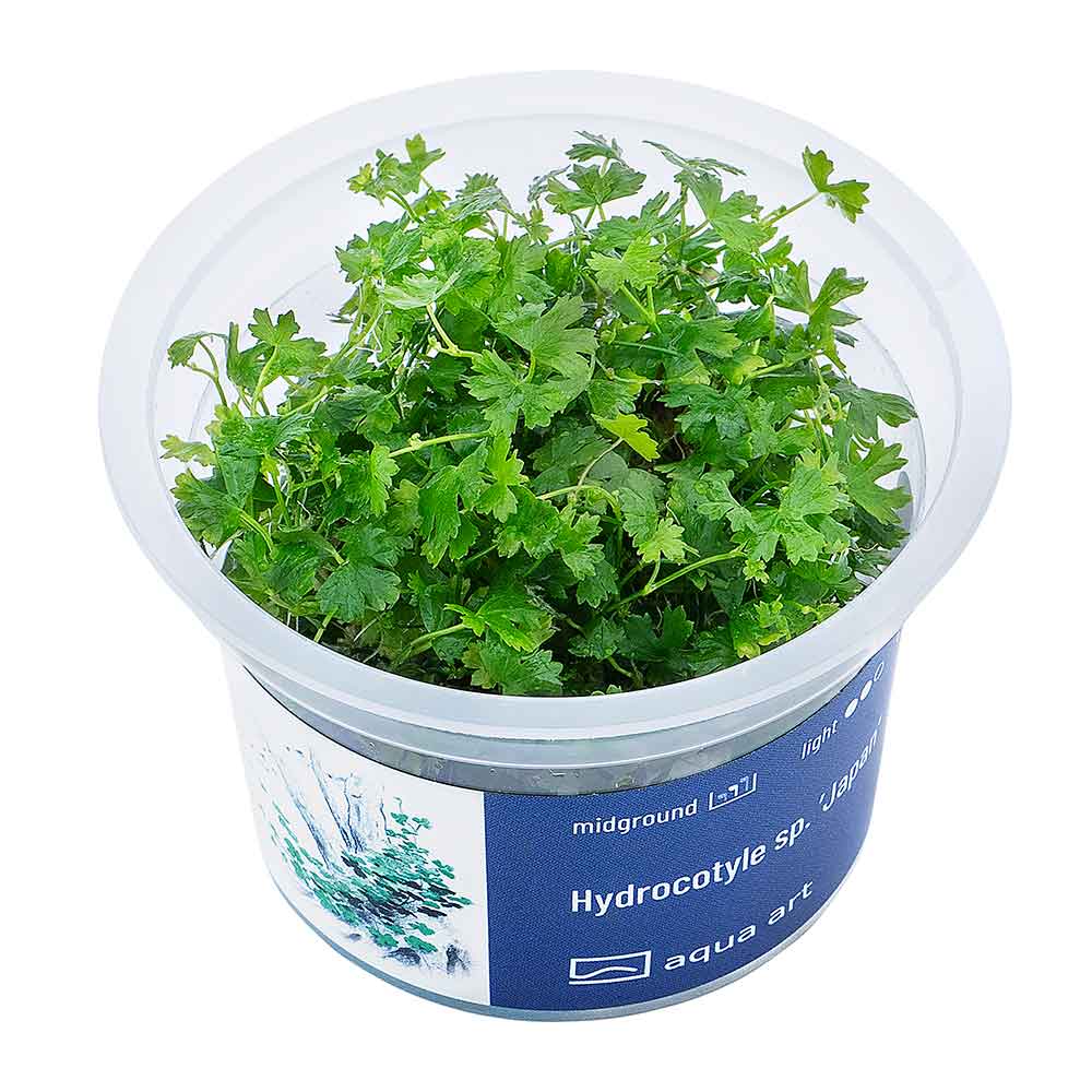 Aqua Art Hydrocotyle sp. &quot;Japan&quot; in Cup Vitro