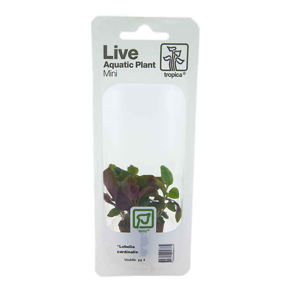 Tropica Single Package Mini Pianta Lobelia cardinalis