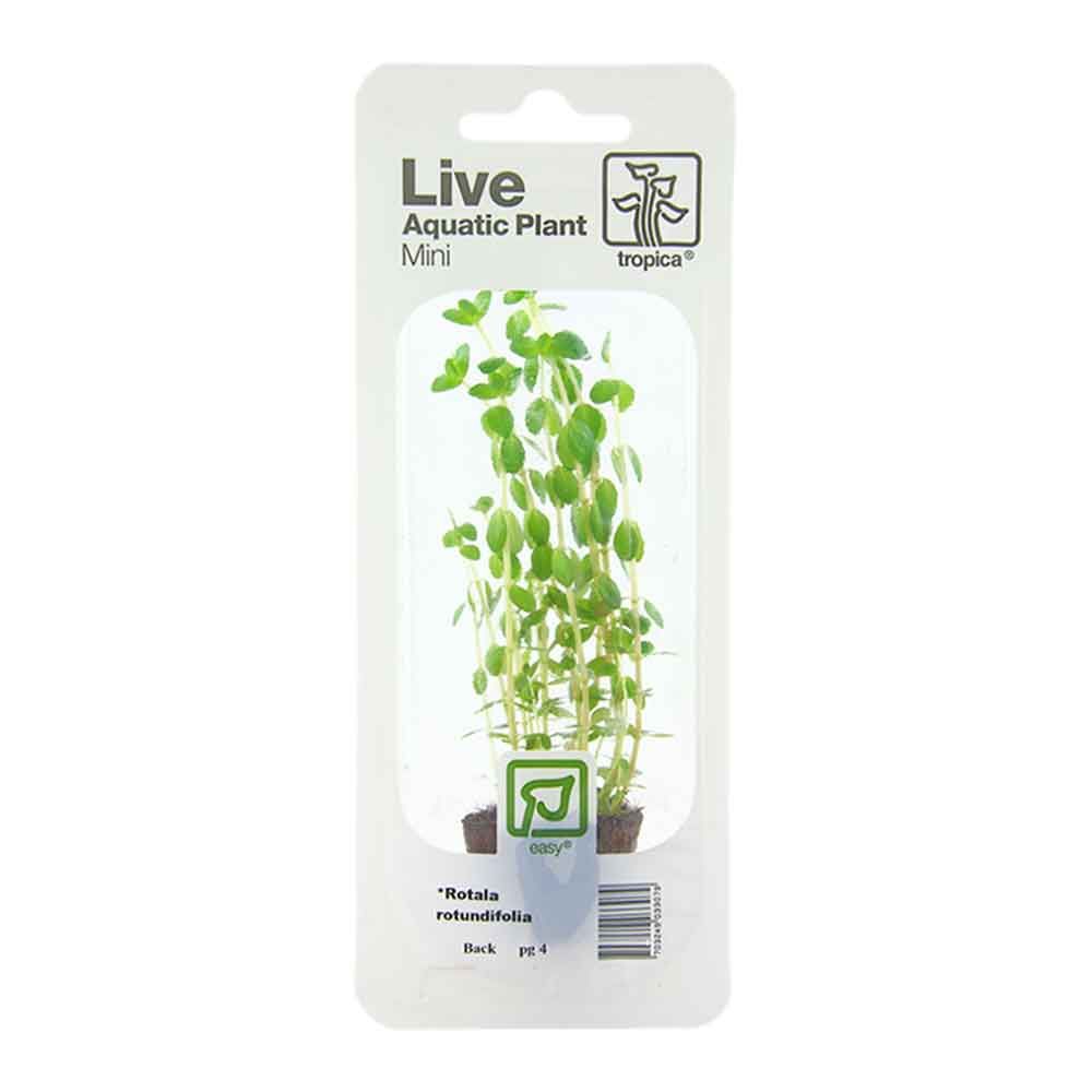 Tropica Single Package Mini Pianta Rotala rotundifolia