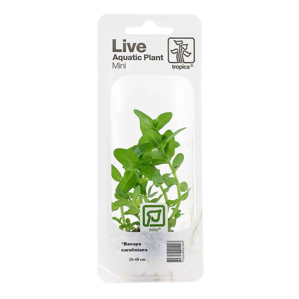 Tropica Single Package Mini Pianta Bacopa caroliniana