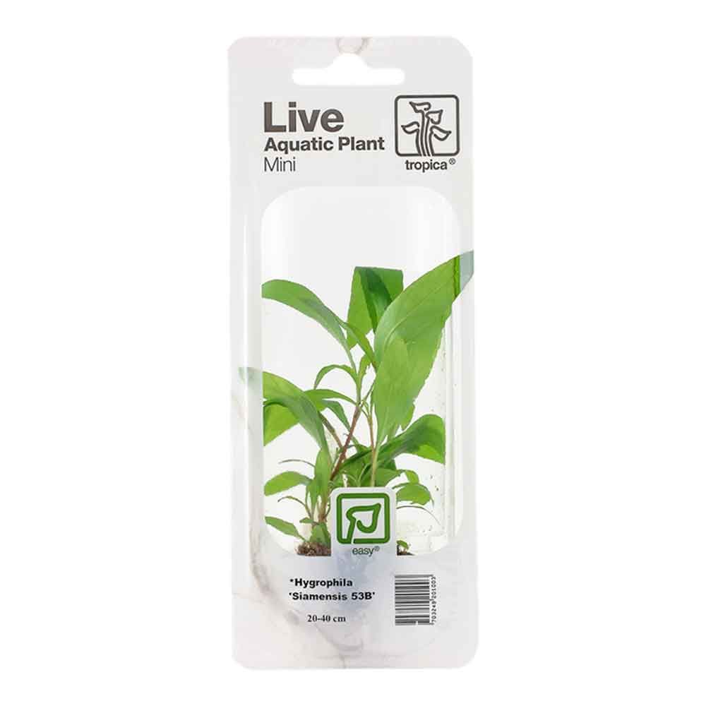 Tropica Single Package Mini Pianta Hygrophila corimbosa &quot;Siamensis 53B&quot;