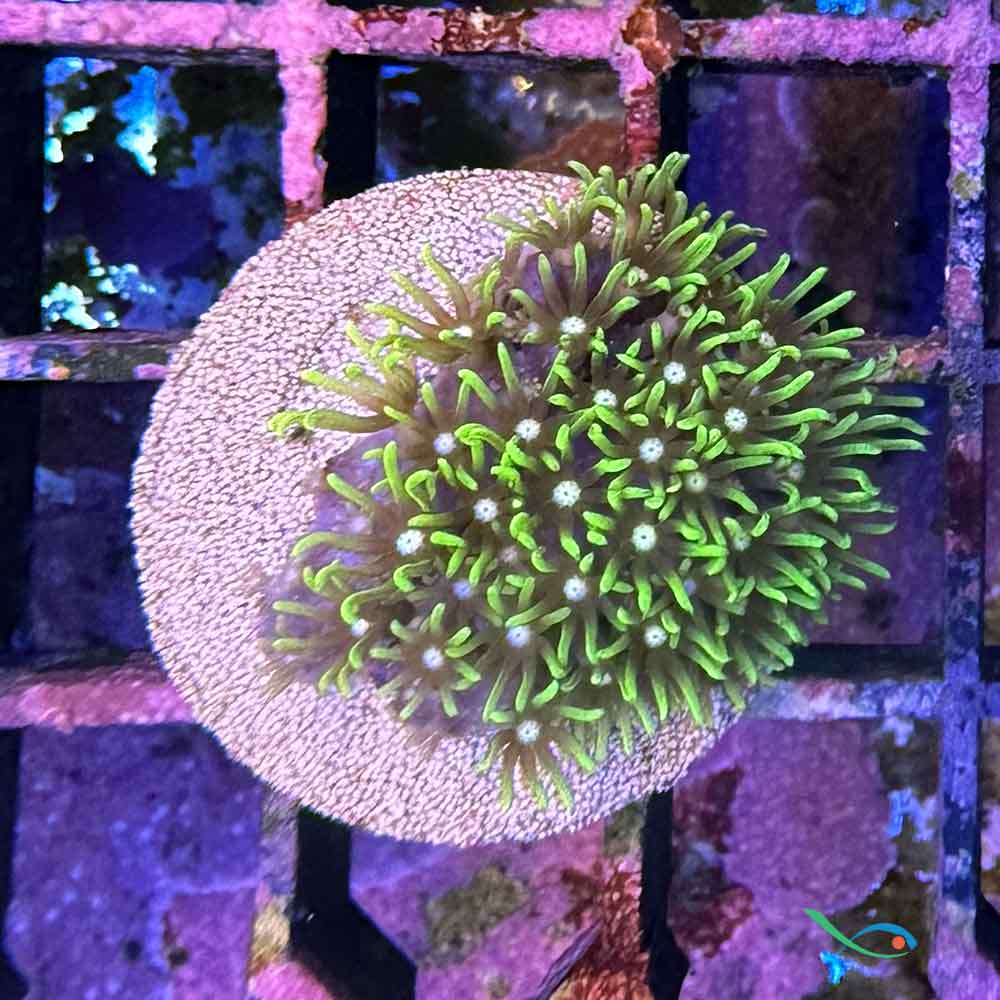 Pachyclavularia violacea &quot;neon green&quot;