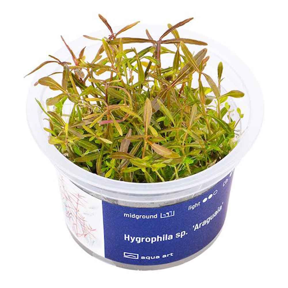 Aqua Art Hygrophila sp. &quot;Araguaia&quot; in Vitro Cup